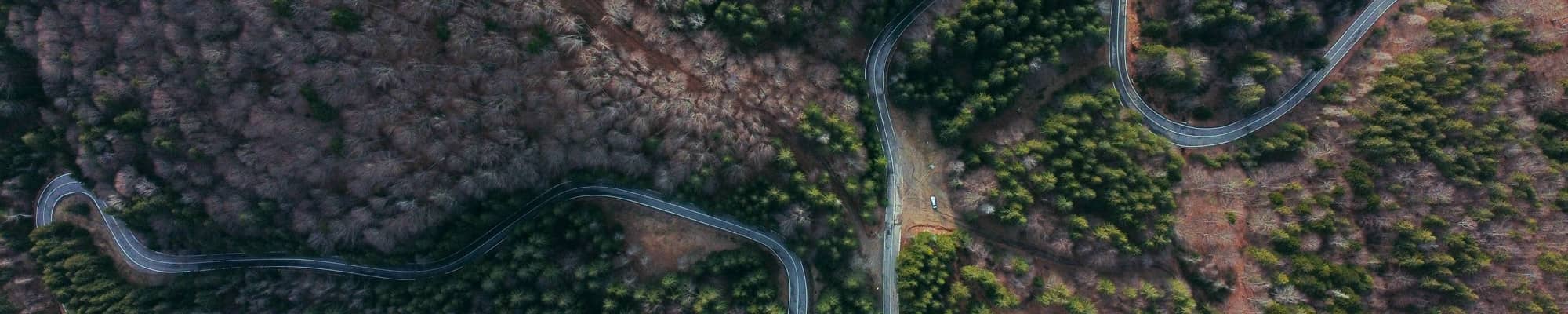 Road route through forest